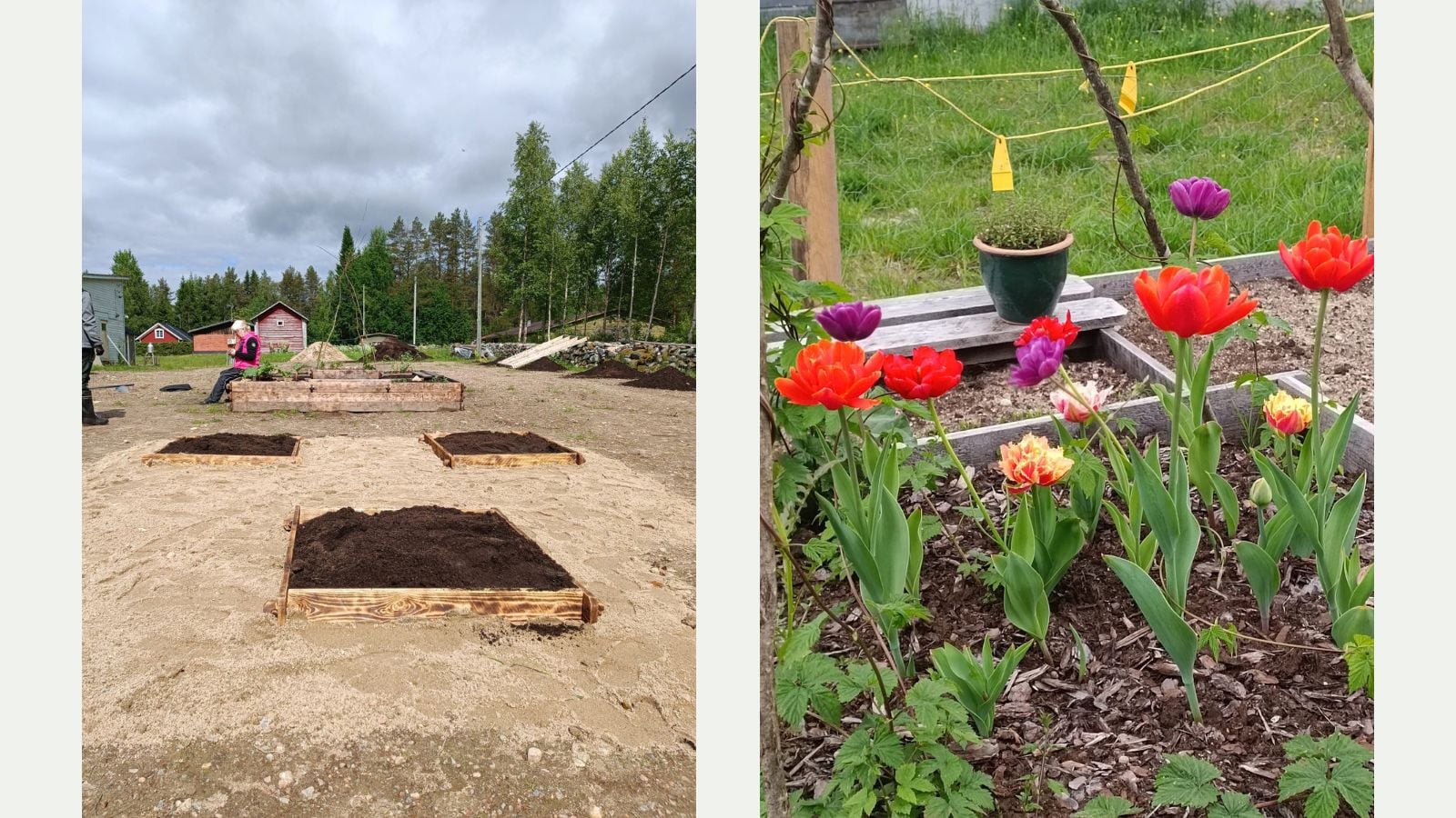 Kuvakollaasissa on toisessa kuvassa hiekkakenttä, jolle on rakennettu tyhjiä istutuslaatikoita. Toisessa kuvassa istutuslaatikoista kasvaa tulppaaneja ja muita kasveja.